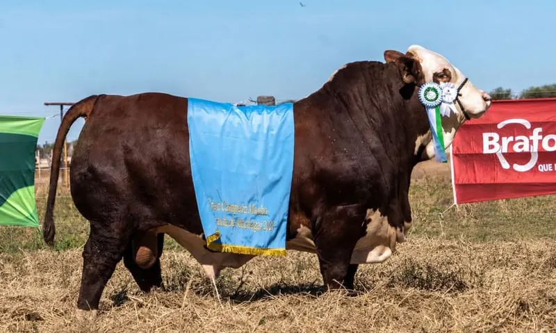 Toro Braford del lote 1